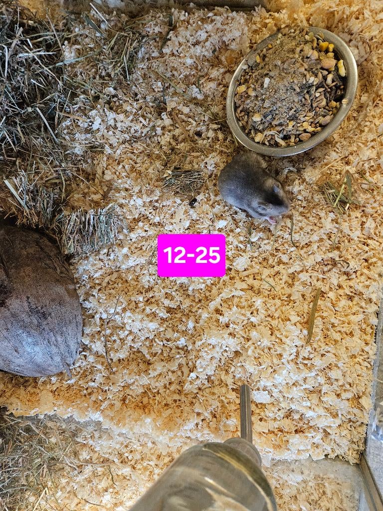 Mesocricetus auratus Goud Hamster, Dieren en Toebehoren, December, Meerdere dieren, Hamster