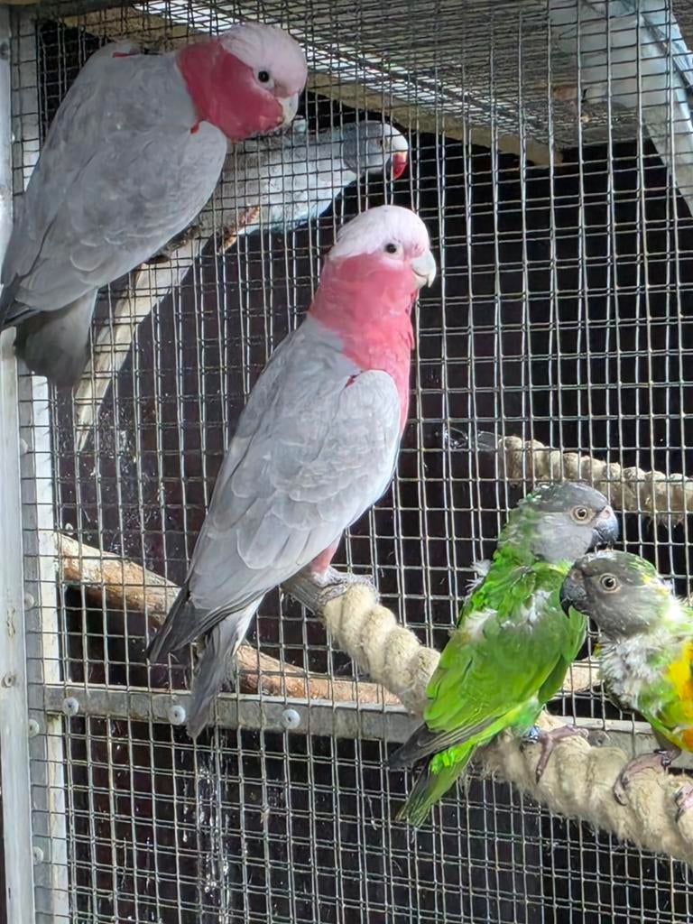 Te koop vele parkieten en papegaaien, Dieren en Toebehoren, Vogels | Parkieten en Papegaaien, Meerdere dieren, Parkiet, Geringd