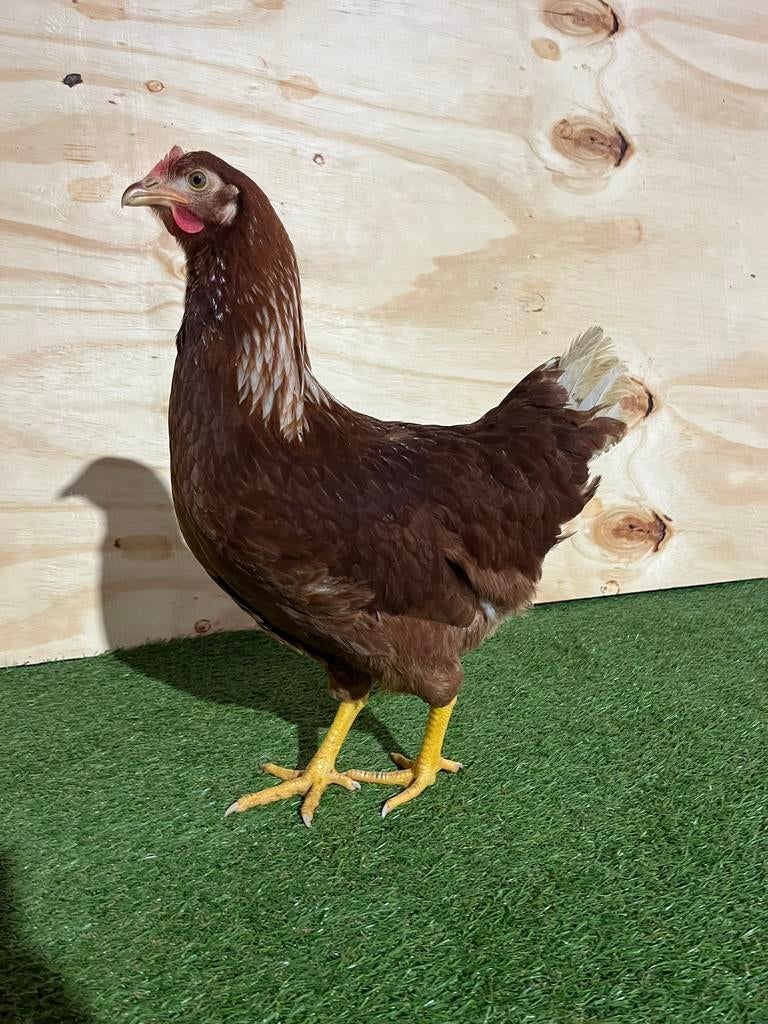 Legkippen, leghennen, bruin en wit, Vrouwelijk, Kip