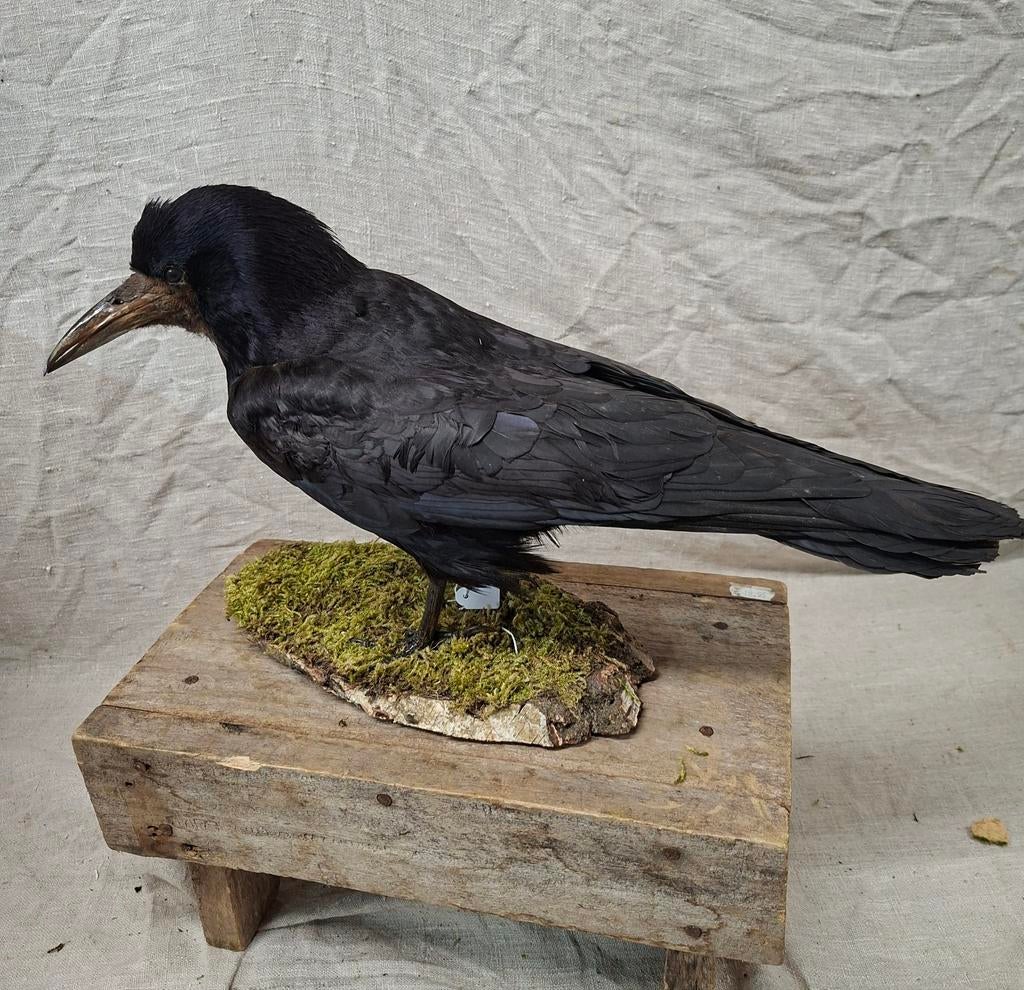 opgezette roek, Verzamelen, Dierenverzamelingen, Ophalen of Verzenden, Zo goed als nieuw, Vogel, Opgezet dier