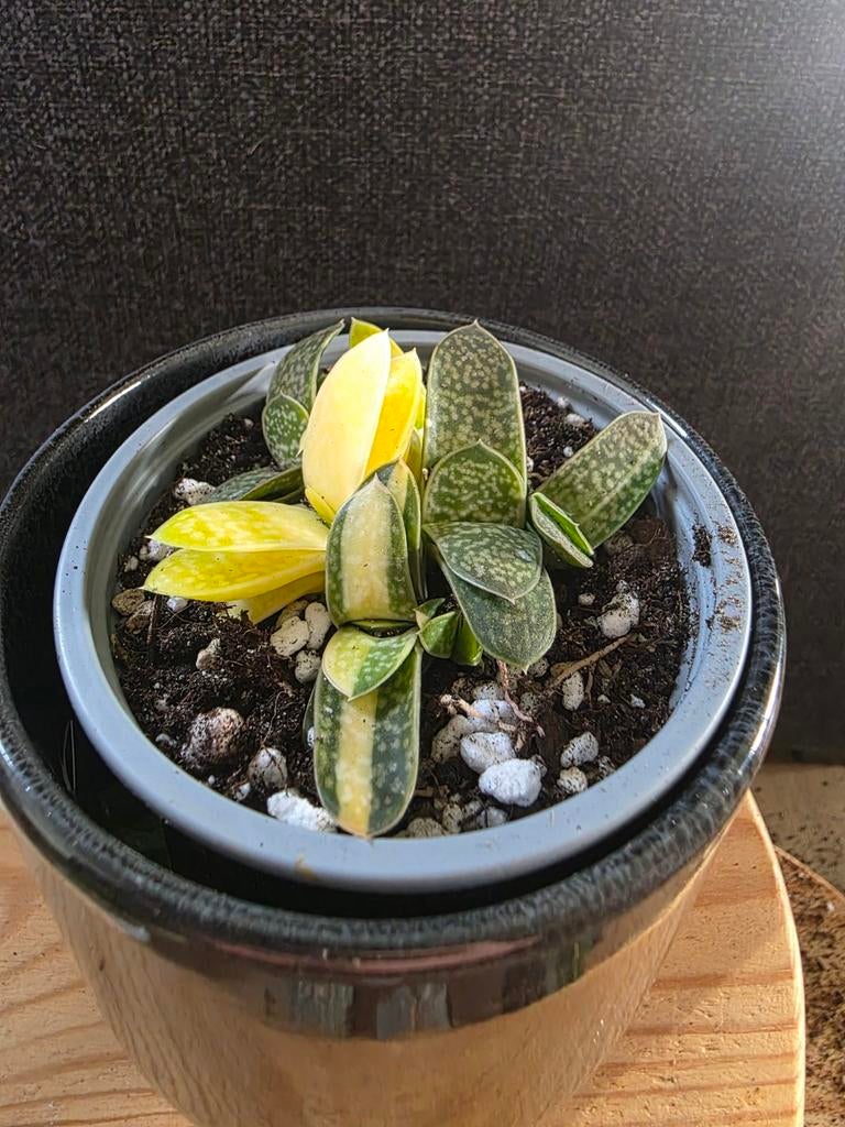 Gasteria gracillis varigata (Vetplant), Ophalen of Verzenden, Halfschaduw, Minder dan 100 cm