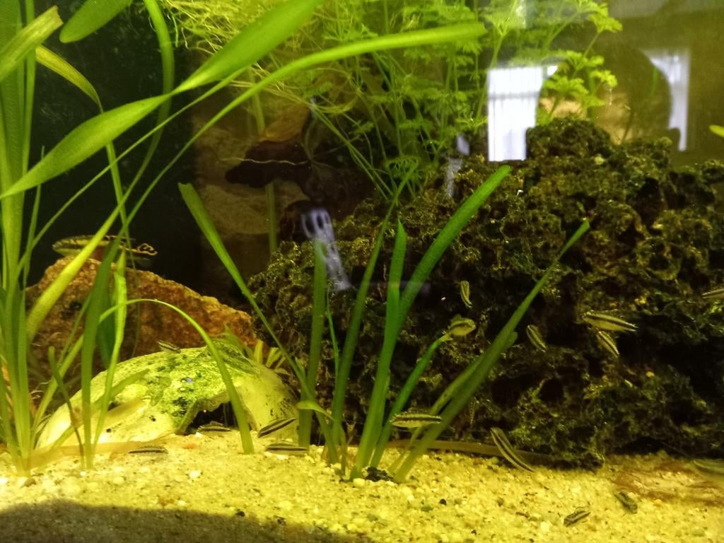 Kersenbuik cichlide's, jonge vissen. Vanaf €1.50, Vis, Zoetwatervis