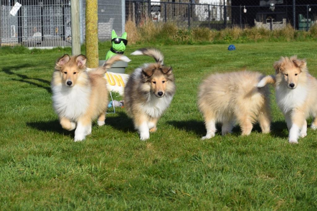 Schotse collie pups, 15 weken tot 1 jaar, Buitenland, Collie, Parvo