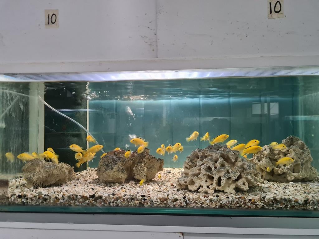 Labidochromis Caeruleus Yellow Kakusa Malawi Cichliden, Vis, Zoetwatervis