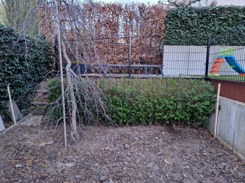 Liguster plant / heg, Tuin en Terras, Volle zon, Vaste plant, Bloeit niet, Ophalen