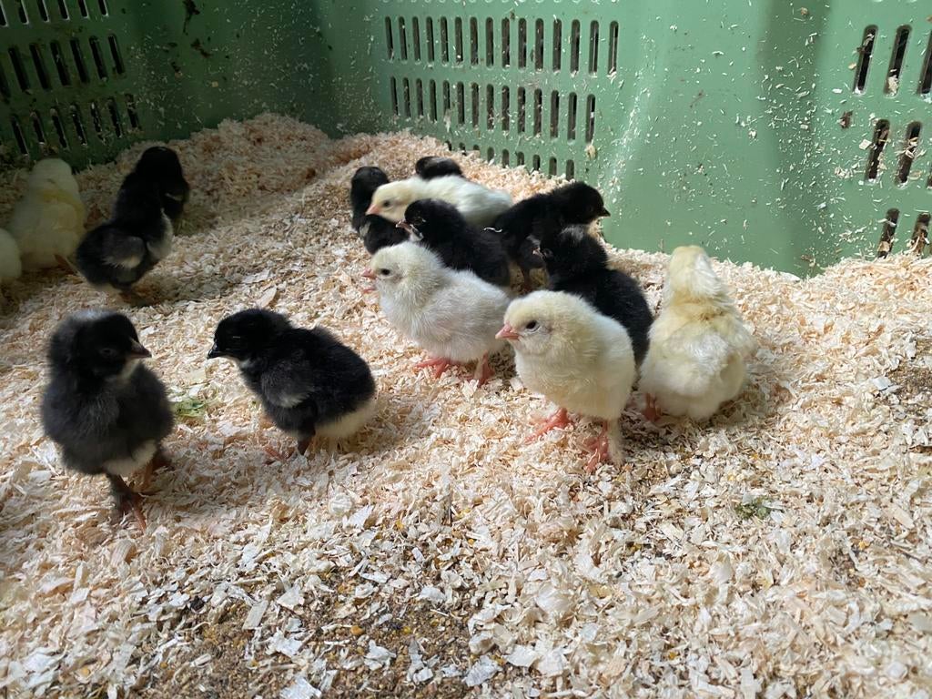 Marans kuikens van pasen, Geslacht onbekend, Kip