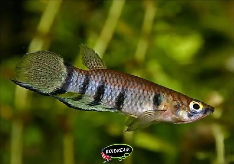 Epiplatys Dageti - Dwarsband Snoekje - Koidreams Valburg, Dieren en Toebehoren, Vis, Zoetwatervis