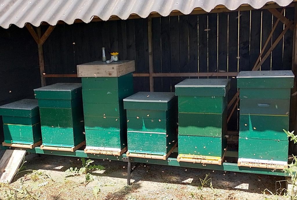 Bijen aangeboden voor bestuiving, Dieren en Toebehoren, Insecten en Spinnen, Bijen