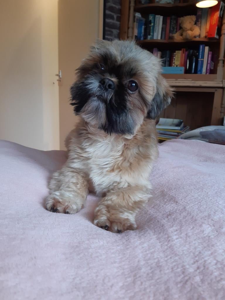 Dekreu shih tzu geröntgend 6 kg, Dieren en Toebehoren, Reu, Parvo, Eén hond, 3 tot 5 jaar