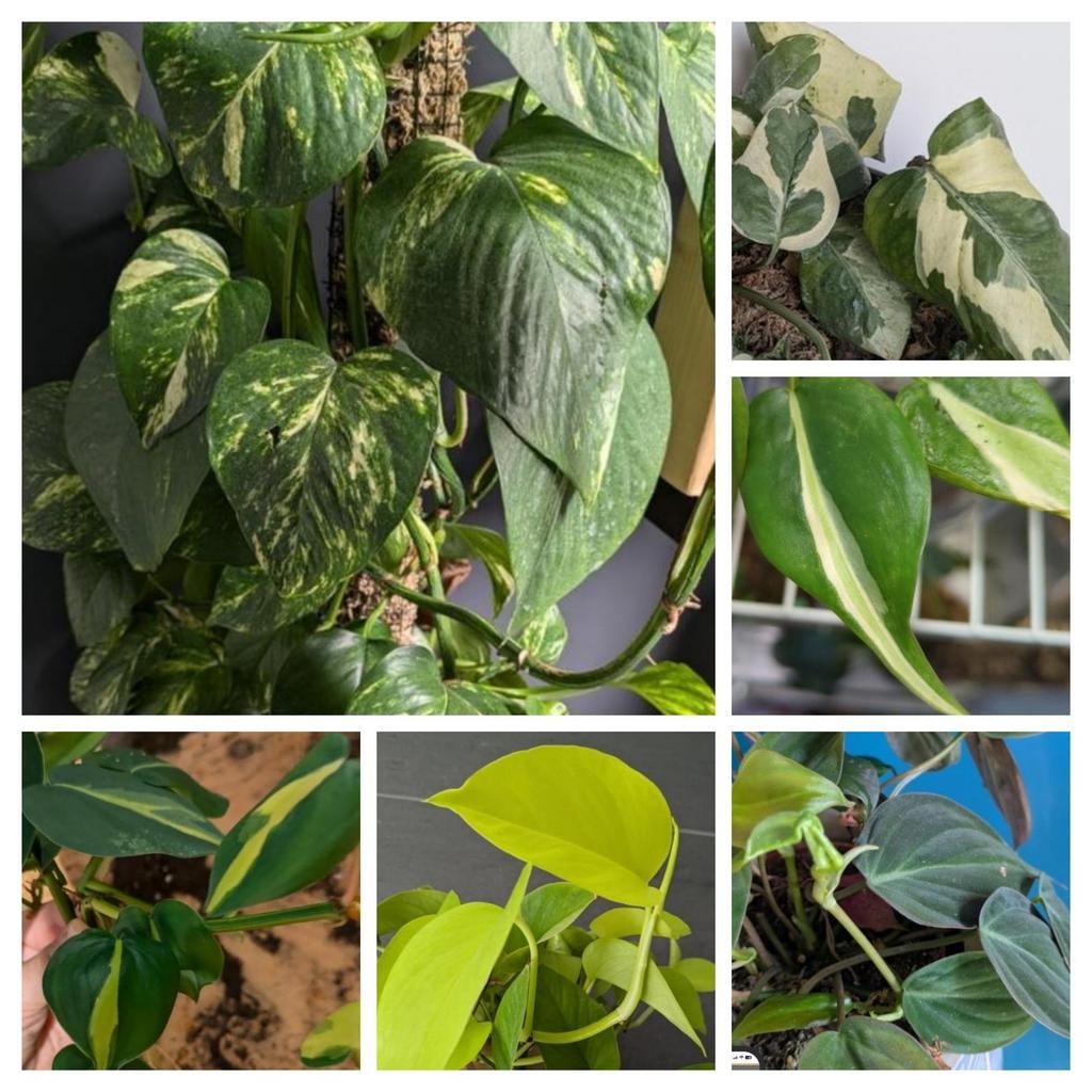 Epipremnum stekjes - micans, Lime, Brasil, aureum, n'joy, Ophalen of Verzenden, Halfschaduw, Minder dan 100 cm