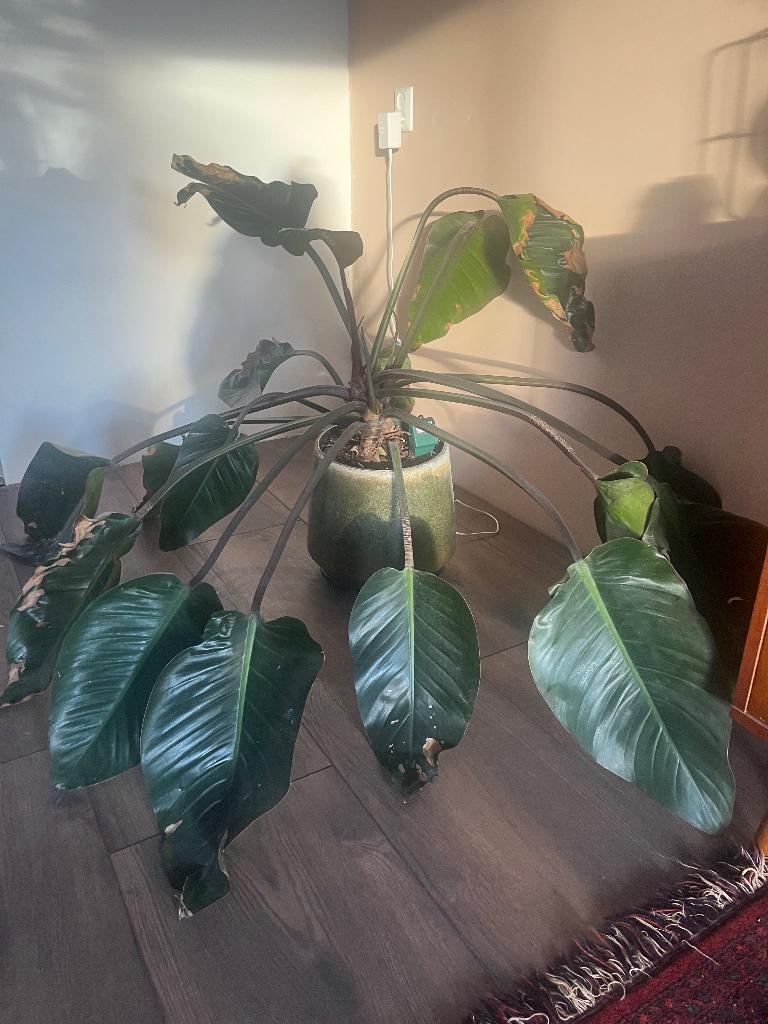 Philodendron red beauty, Ophalen, Overige soorten, Halfschaduw, Minder dan 100 cm