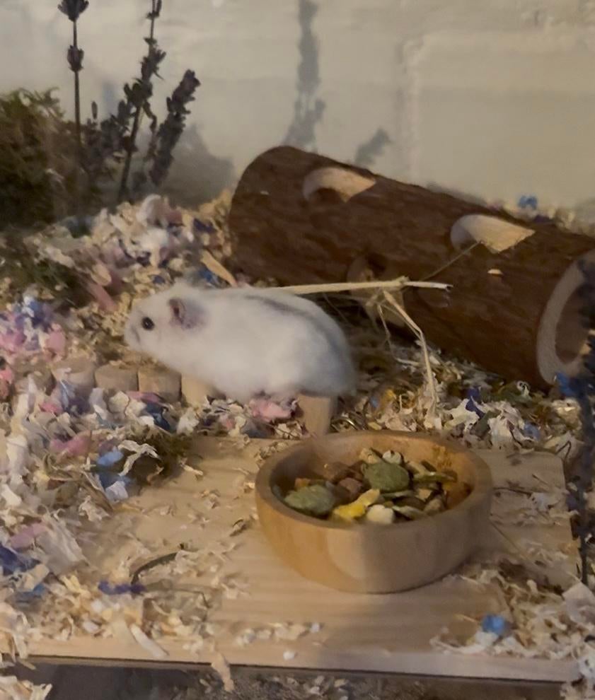 dwerghamstertje met kooi en spullen, Hamster, Juni, Meerdere dieren, Tam