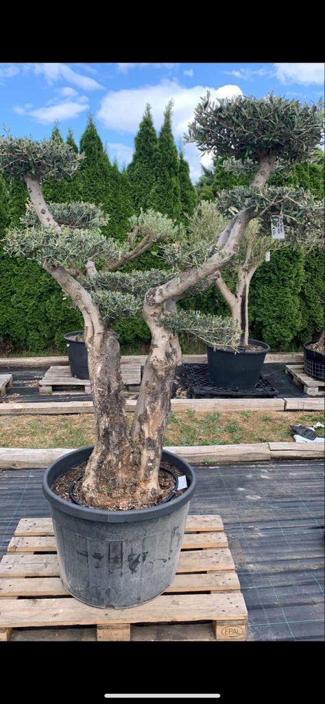 Prachtige Olijfboom Pompon - Topkwaliteit!, Tuin en Terras, Planten | Bomen, Olijfboom, 100 tot 250 cm, Volle zon, Lente, In pot