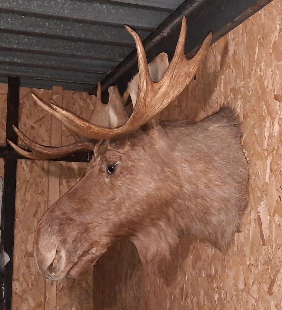 Eland kop , taxidermie., Verzamelen, Dierenverzamelingen, Ophalen, Gebruikt, Hert, Gewei of Kop