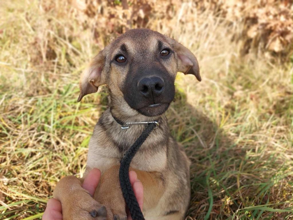 ZEER LIEF SOCIAAL JONG REUTJE KADAR GEK OP HONDEN EN MENSEN, Particulier, 15 weken tot 1 jaar, Reu, Buitenland