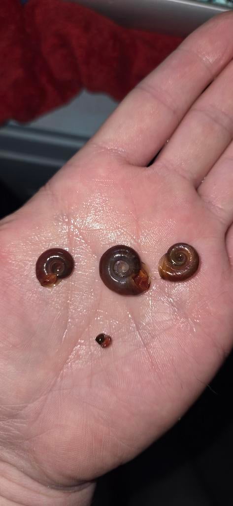 Posthoornslakken, Vis