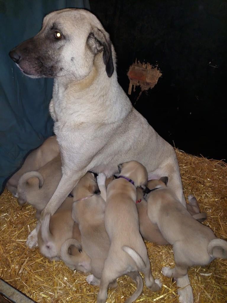 Kudde Bescherm Honden, Anatolische Herder Pups, Dieren en Toebehoren, Honden | Herdershonden en Veedrijvers, Parvo, Overige rassen