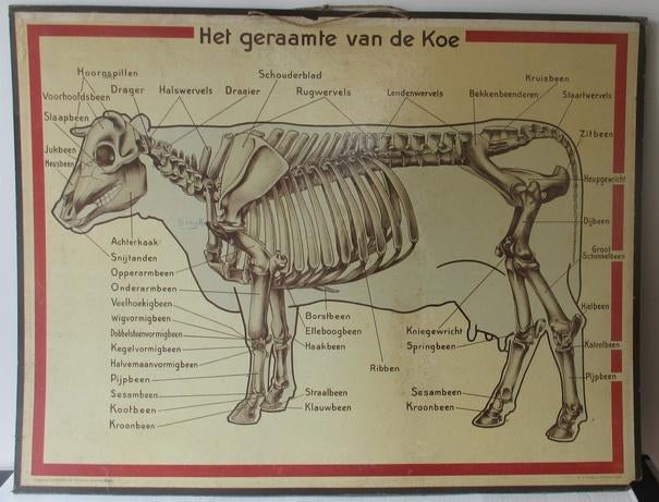 antieke schoolplaten ivm landbouw, paard, koe, gewassen, Ophalen, Natuur en Biologie