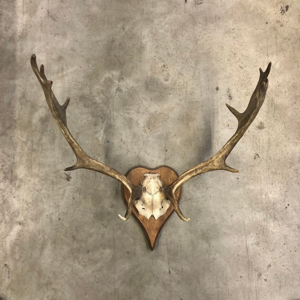 Antiek damhert gewei, oud gewei, geweien, vintage, Ophalen, Zo goed als nieuw, Hert