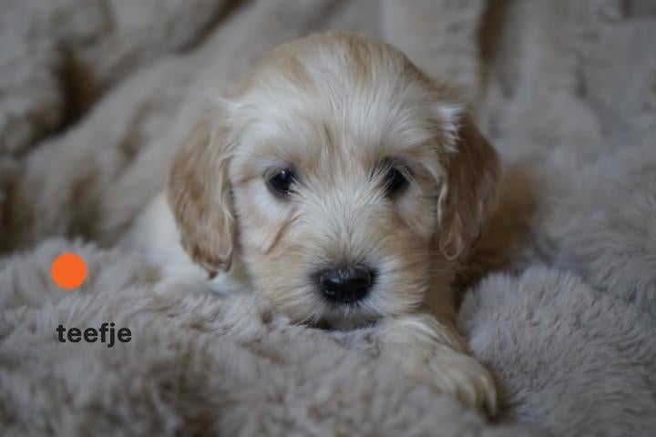 Medium kruising labradoodle pups., Nederland, Parvo, Overige rassen, 8 tot 15 weken