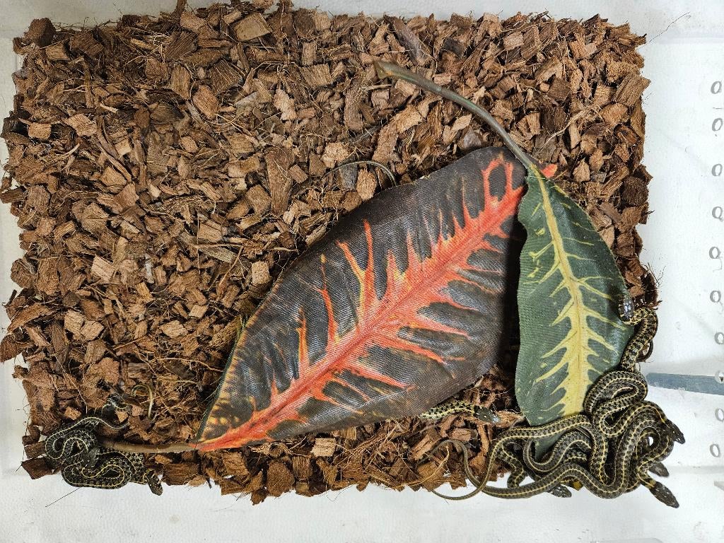 Thamnophis marcianus Geruite kousebandslang, Slang, 0 tot 2 jaar