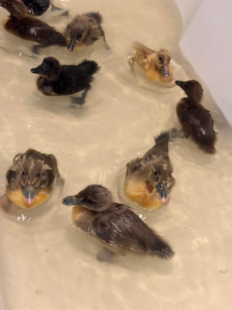 Indische loopeenden kuiken, Dieren en Toebehoren, Geslacht onbekend, Eend