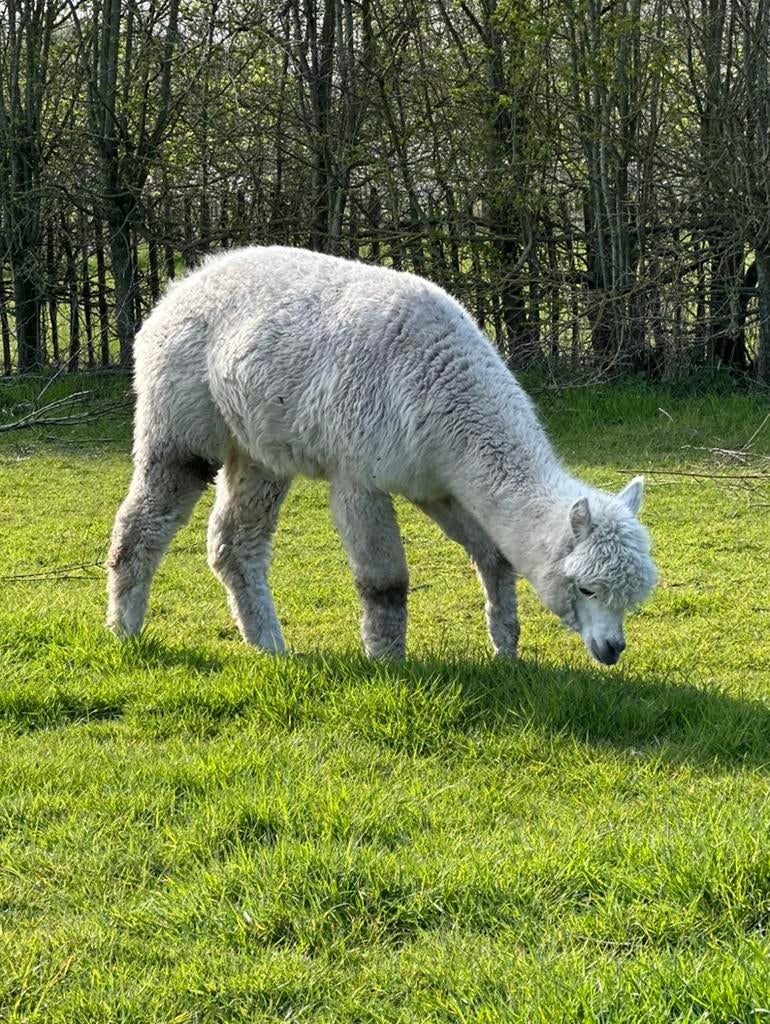 Witte alpaca dekhengst met appaloosa genen van  3 ,5 jaar, Dieren en Toebehoren, September, Mannelijk
