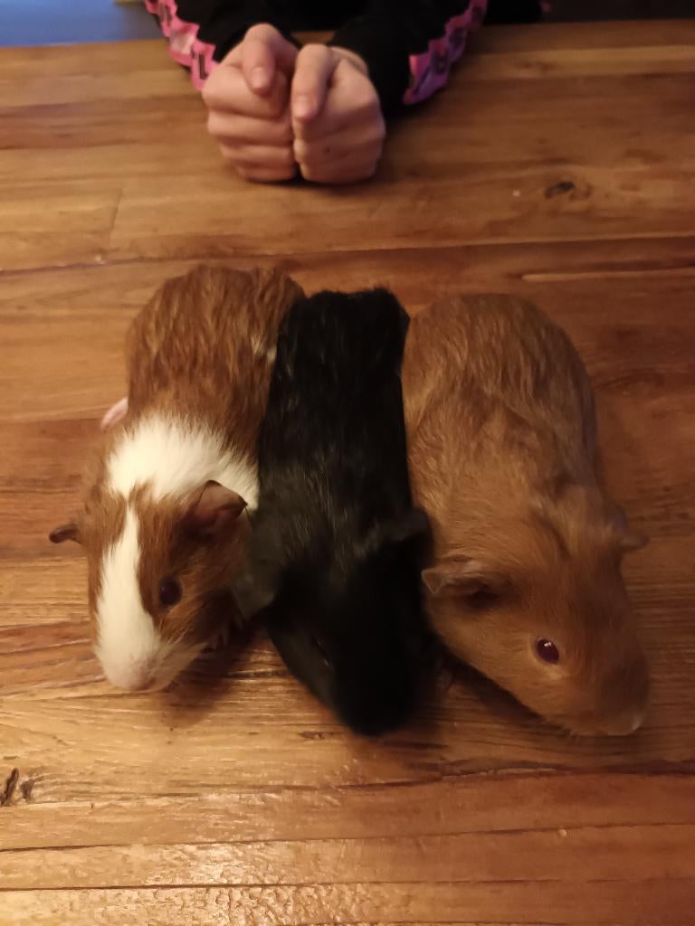 Cavia's, Dieren en Toebehoren, Knaagdieren, Meerdere dieren, Cavia, Januari, Tam