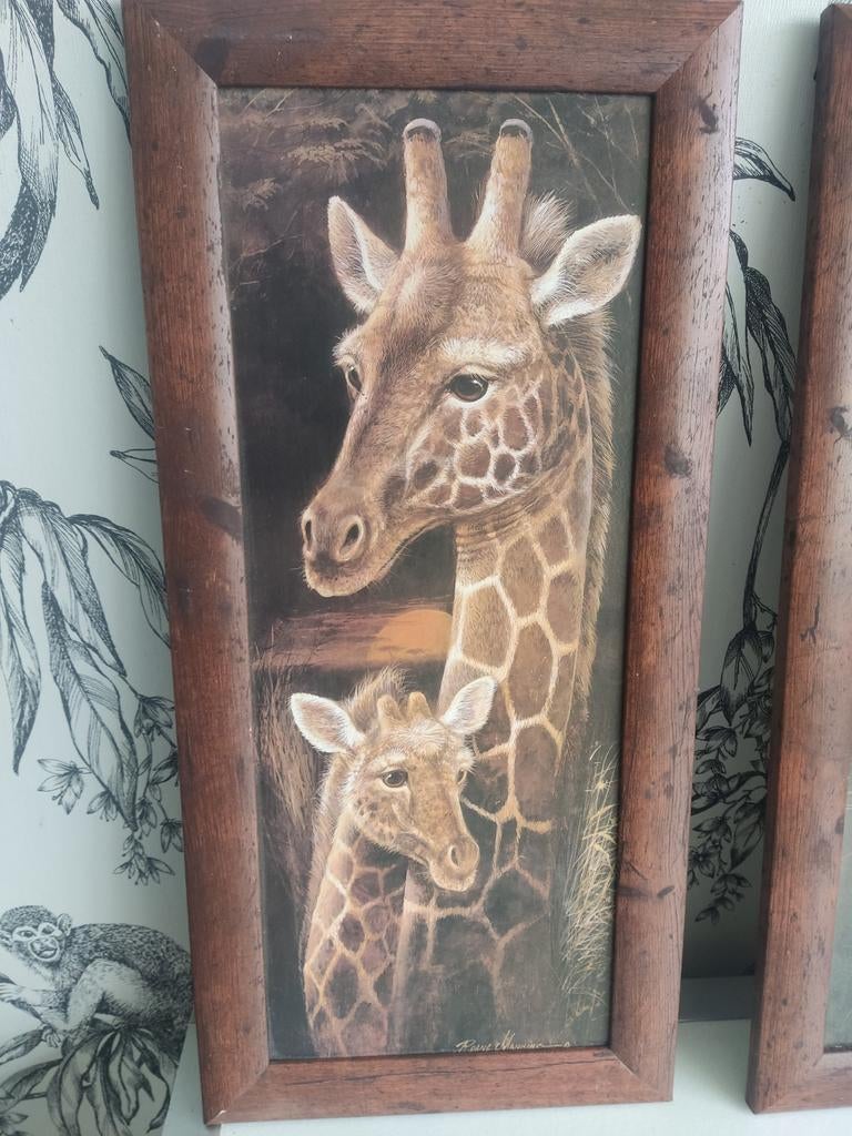 Set van 3 ingelijste dierenprints: Giraffe, Leeuw, Tijger, Antiek en Kunst, Ophalen