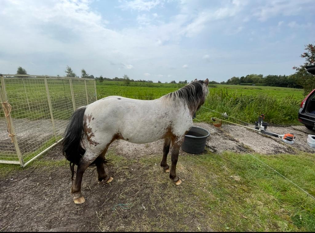 Ter dekking stamboek Fewspot hengst, 113 cm, Hengst