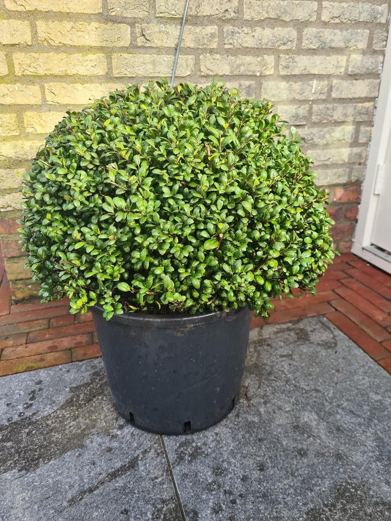 Ilex Crenata bolvormen in meerdere maten, Ophalen of Verzenden, Hulst, Struik, Minder dan 100 cm