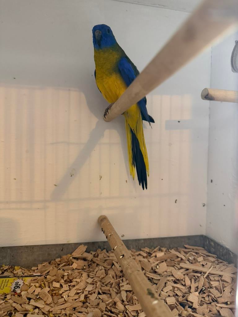 turquoisine parkiet split cinnamon, Mannelijk, Parkiet