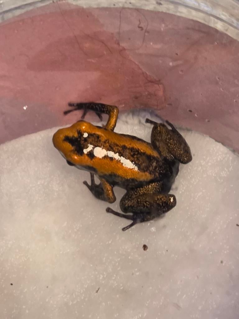 Phyllobates terribilis geel en geel/oranje Frog - unknown for sale from chrisgarnalenshop nl