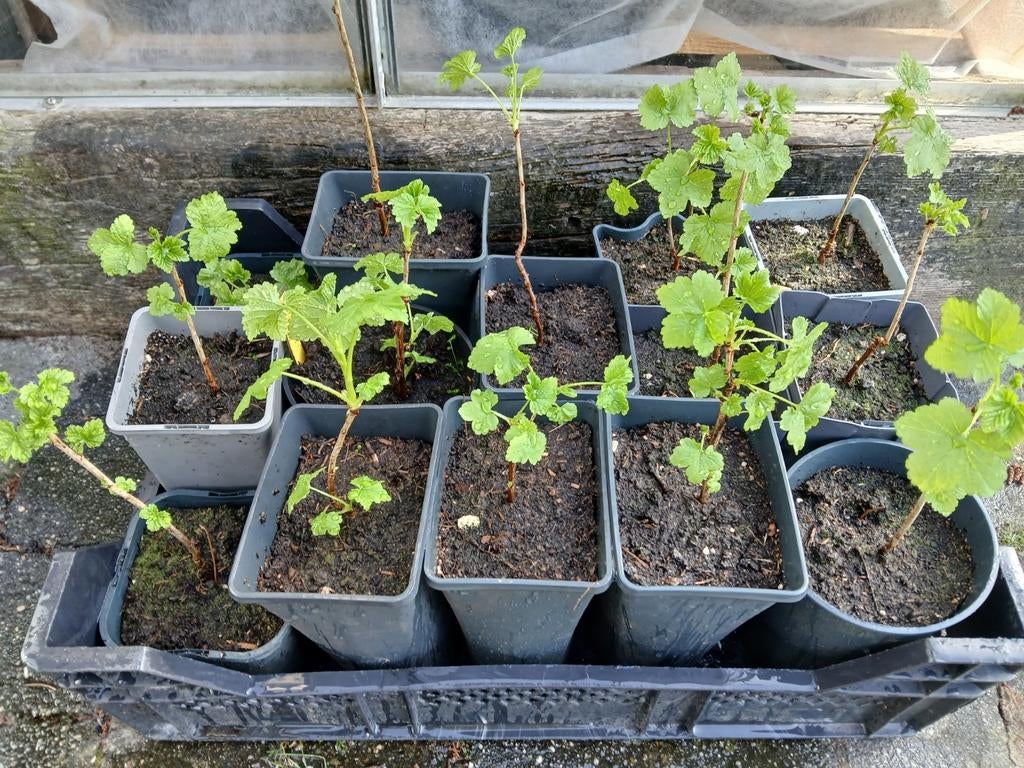 Rode bes, aalbes struik, Ophalen, Volle zon