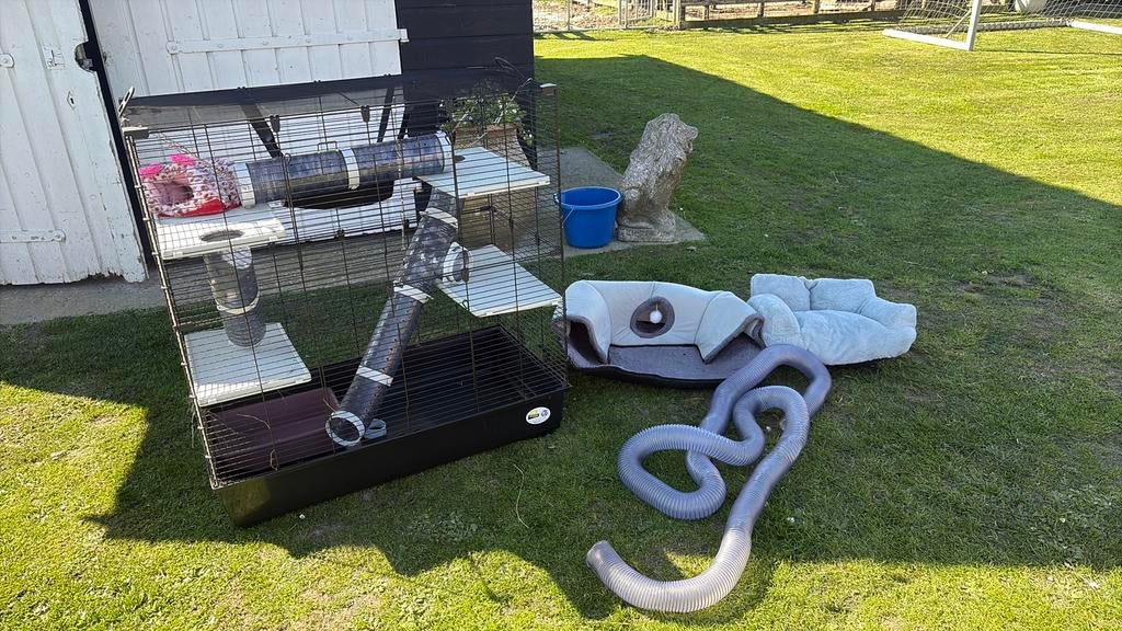 Knaakdier hok, Geslacht onbekend, Januari, Overige typen, Tam