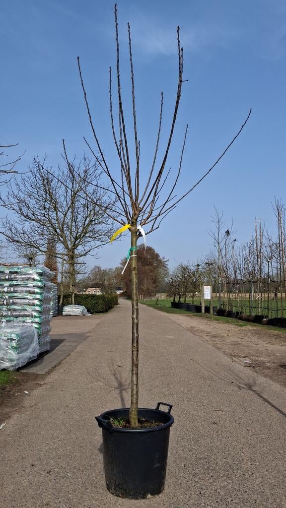 Prunus Opal Pruimenboom - Heerlijke Zoete Pruimen dikke stam, Lente, In pot, Ophalen of Verzenden, 250 tot 400 cm