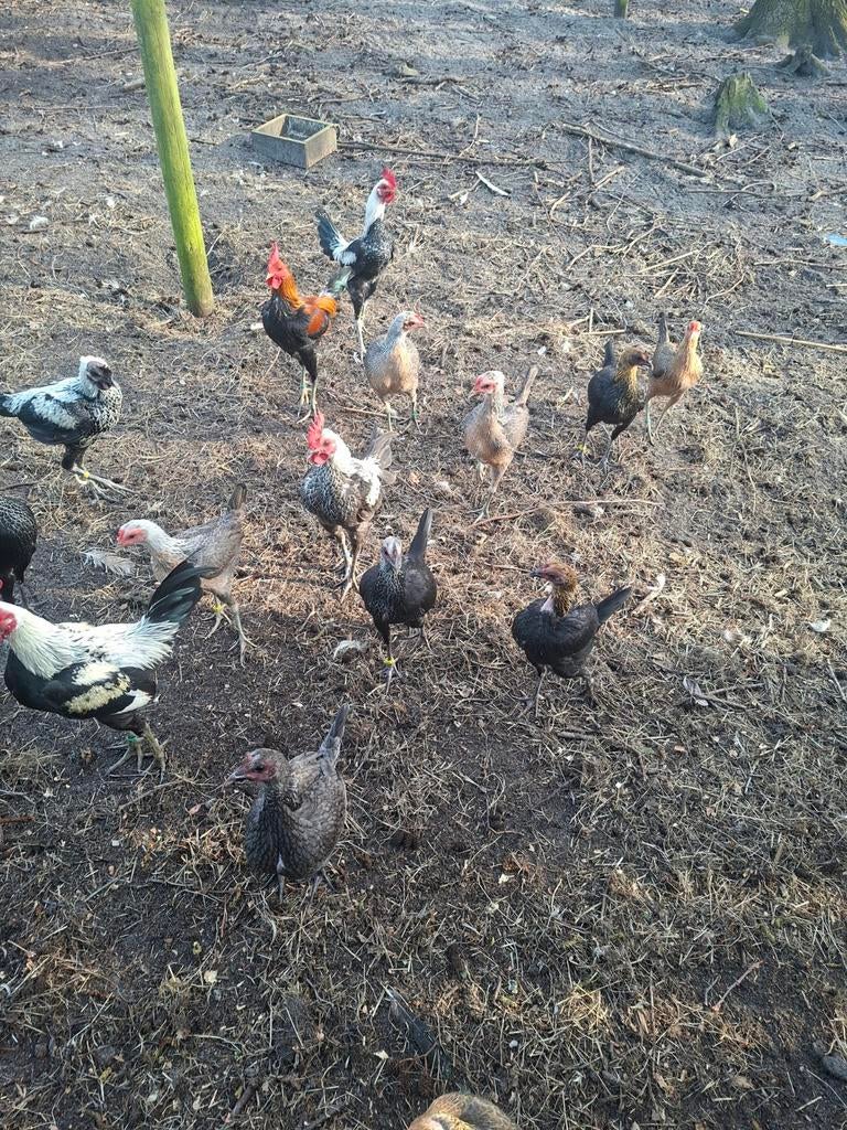 Broedeieren te koop  vechtkriel, Dieren en Toebehoren, Pluimvee, Geslacht onbekend, Kip