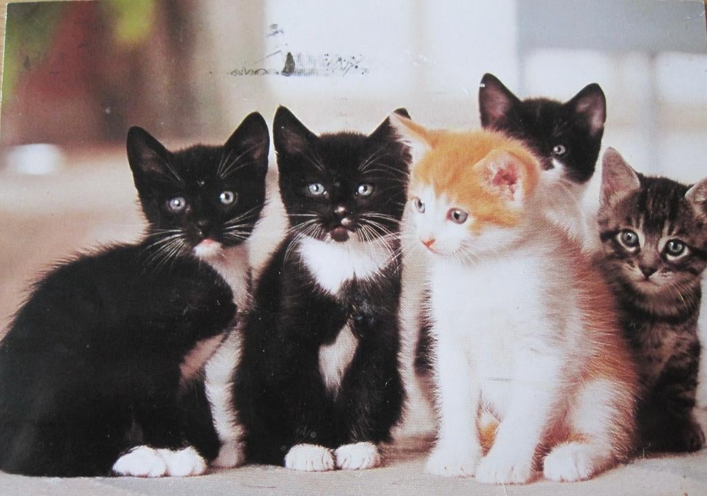 vijf poesjes op ansichtkaart, Verzenden, 1980 tot heden, Gelopen, Hond of Kat