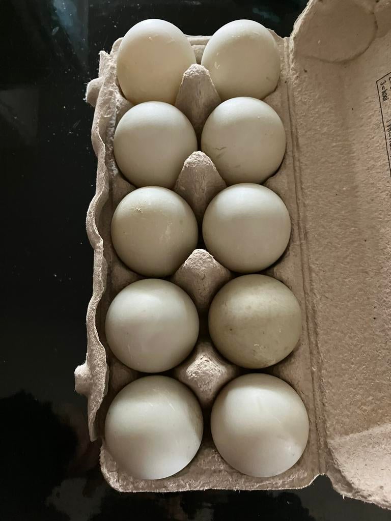 Broedeieren loopeend, Dieren en Toebehoren, Pluimvee, Geslacht onbekend, Eend