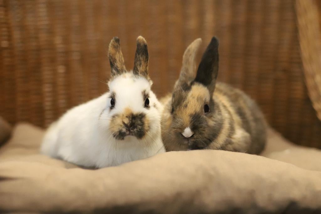 Gecastreerde rammen | Dwergkonijnen | Gezonde konijnen, Dieren en Toebehoren, Konijnen, Dwerg, Mannelijk, 0 tot 2 jaar, Hangoor