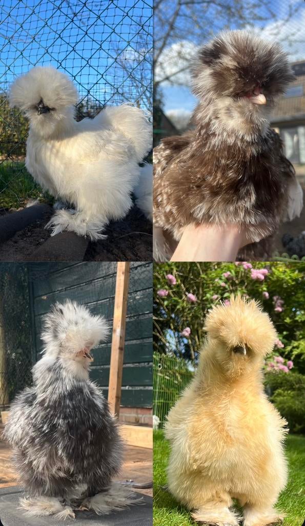 Broedeieren mix van vier kleursoorten USA zijdehoen(der), Meerdere dieren, Kip