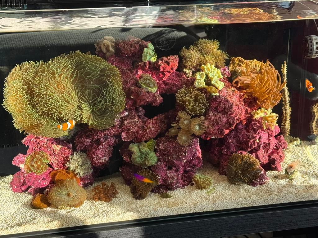 Zeeaquarium plug-and-play, Dieren en Toebehoren, Ophalen, Leeg aquarium