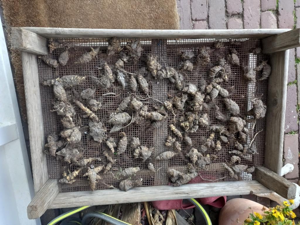 Aardpeer Jerusalem Artisjok, Volle zon, Ophalen of Verzenden, Zomer, Groenteplanten