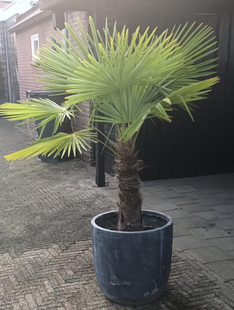 WINTERHARDE PALM, Bloeit niet, 100 tot 250 cm, Palmboom, Ophalen
