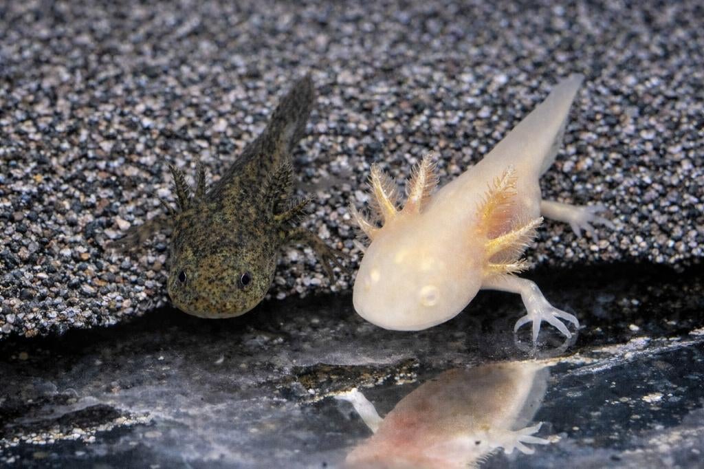 Prachtige Axolotls (Ambystoma mexicanum), Dieren en Toebehoren, Vissen | Aquariumvissen, Vis