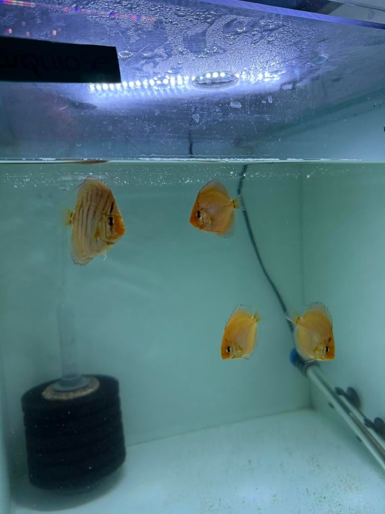 Laatste 4 discusvissen snakeskin eigenkweek, Dieren en Toebehoren, Vissen | Aquariumvissen, Vis