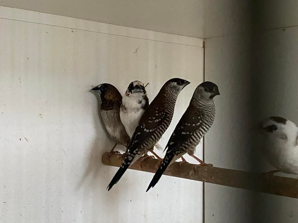Ceresamadine, Dieren en Toebehoren, Vogels | Overige Vogels, Mannelijk