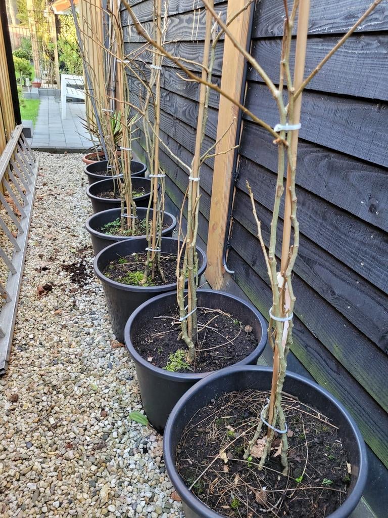 Albizia Julibrissin Slaapboom - Meerstammige 120cm, Tuin en Terras, Volle zon, Vaste plant, Zomer, Ophalen