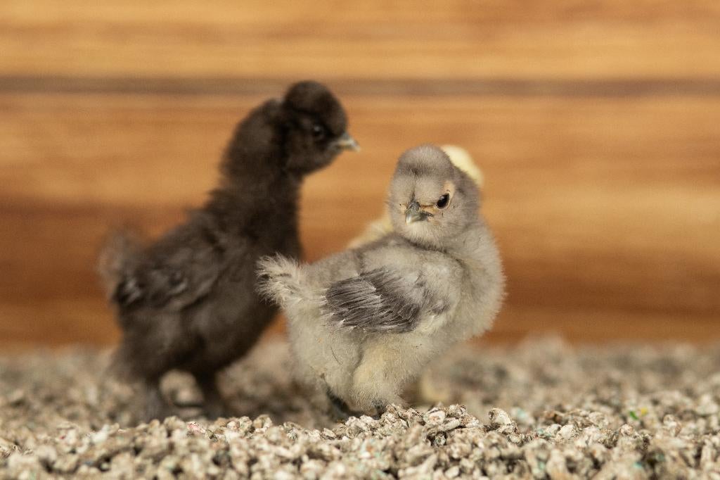Zijdehoender kippen kuikens kriel | Gesekst en Ingeënt