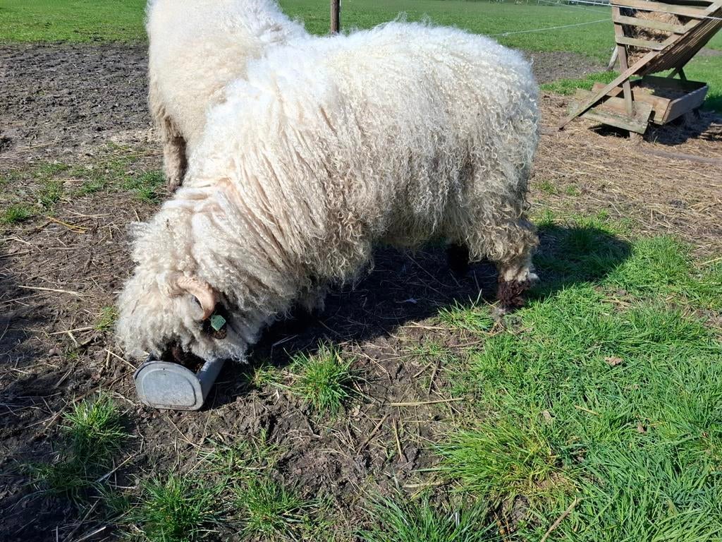 Walliser Schwarznase stamboekooi zwoegervrij, Dieren en Toebehoren, Schapen, Geiten en Varkens, Vrouwelijk, Schaap